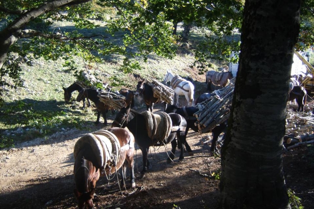  en el campo de Abruzzo 